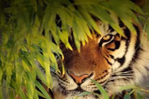 Kinh hoàng những vụ hổ dữ tấn công người đáng sợ nhất TG 