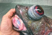 Kinh dị những "quái vật" biển sâu sa lưới ngư dân