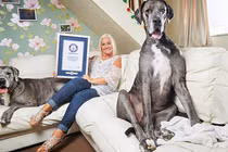 Chú chó cao như vận động viên bóng rổ vừa... qua đời