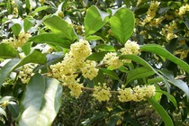 Tưởng cây dại, mộc hương đắt ngang lan đột biến vì lý do này