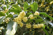 Tưởng cây dại, mộc hương đắt ngang lan đột biến vì lý do này