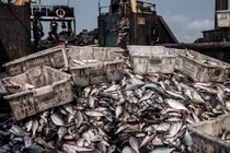 Trái đất chuẩn bị bước vào giai đoạn... tuyệt chủng thường kỳ?