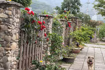 Ngắm khu vườn 300m2 ngập tràn hoa trái ở Hà Giang 