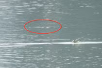 Ngoài rùa Đồng Mô, còn bao nhiêu rùa Hồ Gươm trên thế giới?