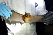 Cảnh báo nóng: Đại dịch SARS-CoV-3 mới sẽ xuất hiện trong tương lai? 