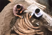 Phát hiện 1.000 ngà voi cổ đại, chuyên gia hốt hoảng “Chôn ngay“!