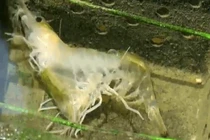 Video: Quá trình lột xác của một con tôm