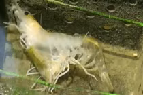 Video: Quá trình lột xác của một con tôm