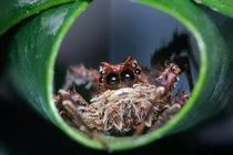 Sửng sốt loài nhện IQ cao ngất: Biết đếm và lập chiến thuật săn mồi 