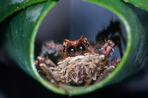 Sửng sốt loài nhện IQ cao ngất: Biết đếm và lập chiến thuật săn mồi 