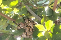 Cận cảnh loài trăn quý hiếm “đột kích” trường học ở Quảng Nam