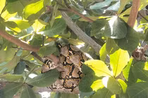 Cận cảnh loài trăn quý hiếm “đột kích” trường học ở Quảng Nam