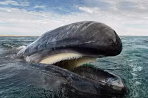 Con người có thể sống trong bụng cá voi khổng lồ?