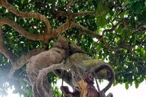 Cây si Thạch Sanh không phải cứ có tiền là mua được