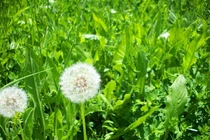 Những loại cỏ dại không ai thèm hái nhưng giá trị đến khó tin