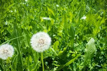 Những loại cỏ dại không ai thèm hái nhưng giá trị đến khó tin