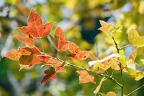 Cây sau sau - vị thuốc đa năng bị nhầm phong lá đỏ ở Việt Nam