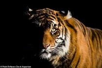 Giải mã những bí mật chưa từng hé lộ về “ông Ba Mươi” 