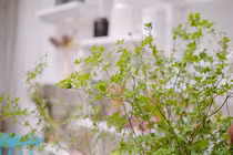 Cận cảnh cành cây xanh mướt, giá cả triệu đồng được săn lùng tại Việt Nam 