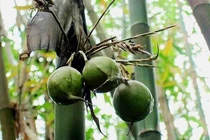 Ít người biết cây tre lại có quả vừa đẹp vừa giàu dinh dưỡng