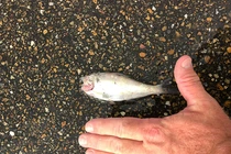 Cơn mưa cá bất ngờ ào xuống nước Mỹ: Giật mình nguyên nhân! 