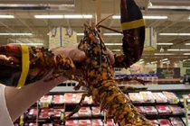 Tôm hùm quý hiếm bị “lạc” ở siêu thị lập tức được đem nghiên cứu