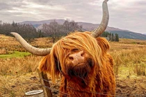 Tận ngắm loài bò lạ, có bộ tóc “lãng tử” độc nhất thế giới