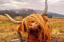 Tận ngắm loài bò lạ, có bộ tóc “lãng tử” độc nhất thế giới