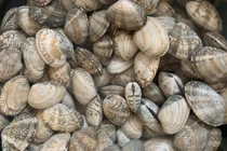 Ngao mua về ngâm với nước này chỉ 10 phút là sạch