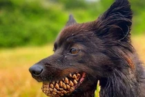 Thử độ tinh tường của mắt với những bức ảnh cực "hại não"