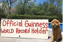 Chú chó lập kỷ lục thế giới khi ngậm một lúc... 6 trái bóng