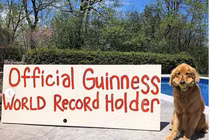 Chú chó lập kỷ lục thế giới khi ngậm một lúc... 6 trái bóng