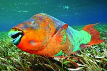 Loài cá lạ “sản xuất cát” cho đại dương, giới tính linh hoạt 