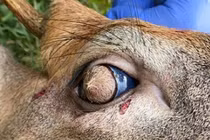 Con hươu có lông mọc từ mắt chỉ phân biệt được ngày và đêm