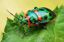 Ngỡ ngàng trước vẻ đẹp của những loài côn trùng quý hiếm nhất thế giới