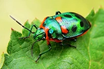 Ngỡ ngàng trước vẻ đẹp của những loài côn trùng quý hiếm nhất thế giới