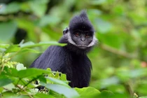 Thường xuyên cắn người nhưng không thể xử lý, voọc gáy trắng quý hiếm cỡ nào?