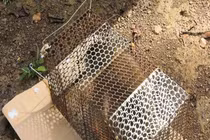 Khỉ đuôi dài ở Bình Phước được thả về tự nhiên: Quý hiếm sao? 