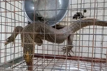 Cá thể kỳ đà vân bị nhốt giữ ở nhà hàng Huế: Quý hiếm sao?