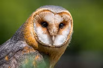 Bí ẩn loài chim quỷ dữ có tiếng kêu báo hiệu cái chết