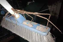 Bọ que Titan khổng lồ dài bằng cái chổi gây hoang mang ở Úc