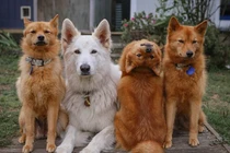 Chú chó duy nhất thế giới làm được điều phi thường khi xoay đầu 180 độ