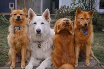 Chú chó duy nhất thế giới làm được điều phi thường khi xoay đầu 180 độ