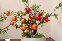 Tết Nhâm Dần 2022: Bài trí cây cảnh gì để vượng tài, quanh năm phát? 