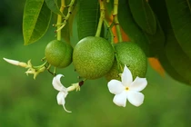 Ghê sợ vẻ đẹp chết người của loài cây mang tên “tự sát“