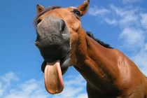 Hài hước loài động vật có biểu cảm phong phú nhất hành tinh