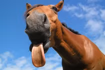 Hài hước loài động vật có biểu cảm phong phú nhất hành tinh