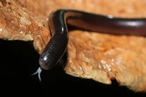 Té ngửa sự thật loài rắn mini bị đồn "cắn phát chết luôn" ở VN 