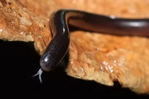 Té ngửa sự thật loài rắn mini bị đồn "cắn phát chết luôn" ở VN 