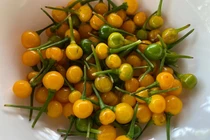 Người Việt “chơi sang” khi mang loại ớt giá nửa tỷ đi... tặng 